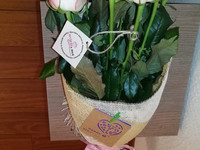 Հոլանդական վարդ, յուրահատուկ փունջ, օնլայն պատվեր, առաքում երևան
